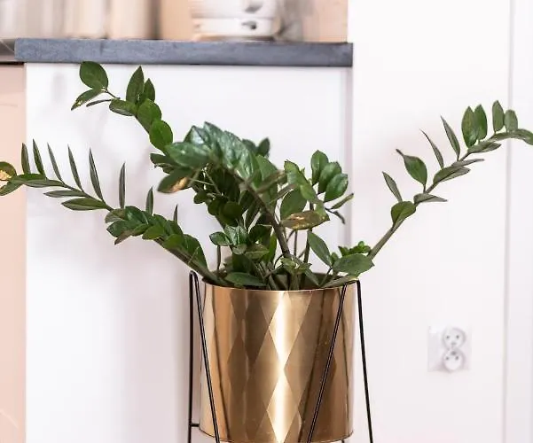 Апартаменты Olawska *